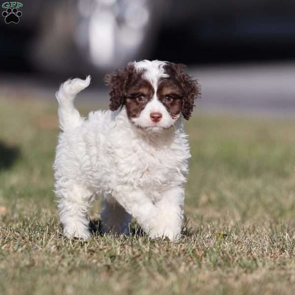 Snickerdoodle, Cavapoo Puppy